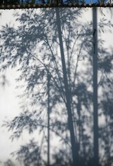 AI Generate of Bamboo shadow on white wall