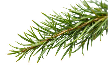 Fresh Green Needle-like Leaves of an Evergreen Plant Close-up