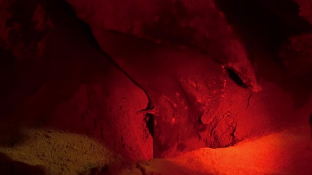 Close-up of The leatherback sea turtle Dermochelys coriacea who covers the nest with eggs with her hind legs after laying them on Sandy Beach, Tobago and Trinidad.