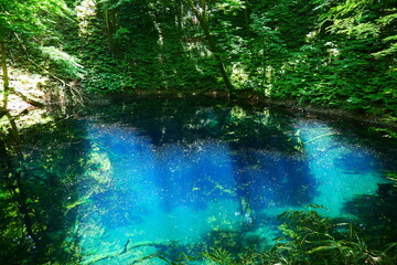 白神山地、十二湖の青池。深浦、青森、日本。6月上旬。