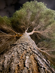 A low angle night shot of a large pine tree. The frame includes the large tree trunk and its crown...