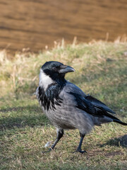The hooded crow (Corvus cornix) standing on the ground