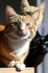 A content ginger cat lounging on a rustic wooden shelf, exuding warmth and charm in a cozy indoor setting.