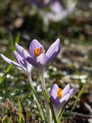 Close-up shot of violet spring crocuses (Crocus vernus) growing in a green lawn and flowering with visible orange pollen
