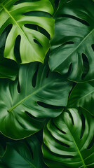 Fototapeta premium Monstera leaf background, green nature wallpaper