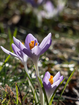 Fototapeta Close-up shot of violet spring crocuses (Crocus vernus) growing in a green lawn and flowering with visible orange pollen