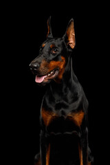 Vertical portrait of Doberman dog looking away on isolated black background