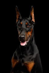 Closeup vertical portrait of Doberman dog looking in camera on isolated black background
