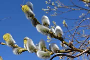 Blooming willow branch against blue sky on a sunny day. Easter background. Spring background. Fluffy soft willow buds