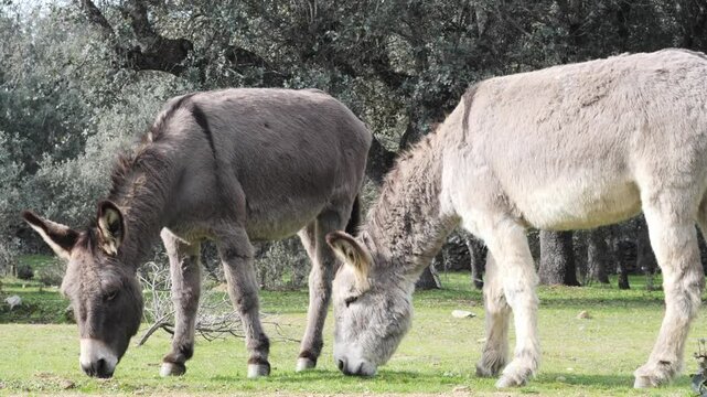 Two donkeys grazing in a green pasture