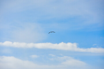 海辺の風景　雲の上を飛ぶカモメ