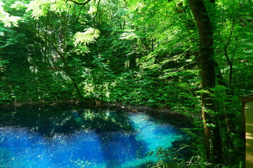 白神山地、十二湖の青池。深浦、青森、日本。6月上旬。