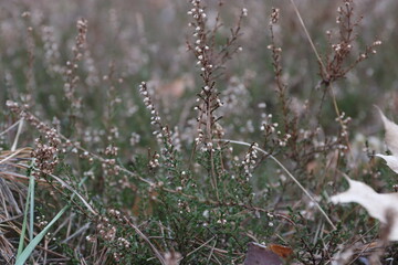 grass, forest grass 