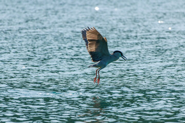 A black-crowned night heron hovers gracefully above teal water, wings fully extended to reveal cinnamon-brown highlights against its slate-gray body. Its feature are long legs and sharp beak.