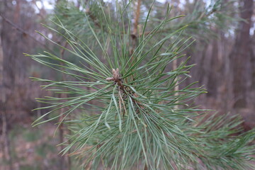 branches of a pine