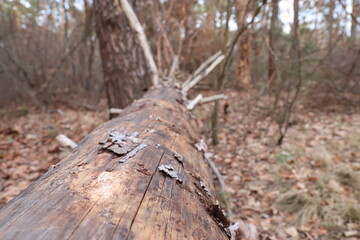 grasshopper in the forest