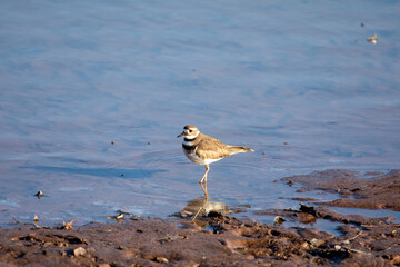 Killdeer