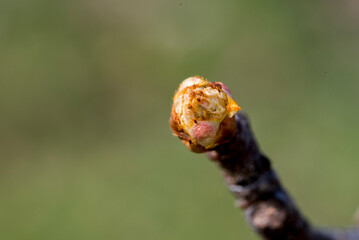 green caterpillar on a branch