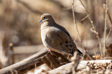 Mourning Dove