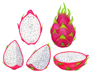 ドラゴンフルーツのイラストセット