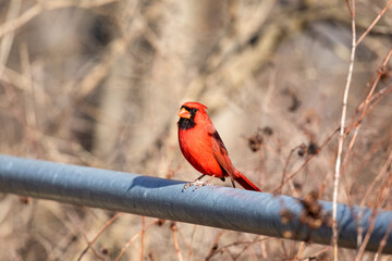 Cardinal
