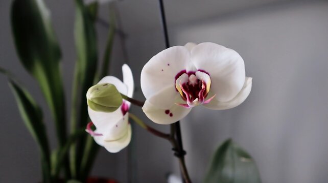 White Orchid in Bloom Indoors. Close-up of a blooming white orchid (Phalaenopsis) with delicate petals and pink details, growing indoors.