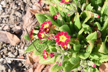 cactus in the desert