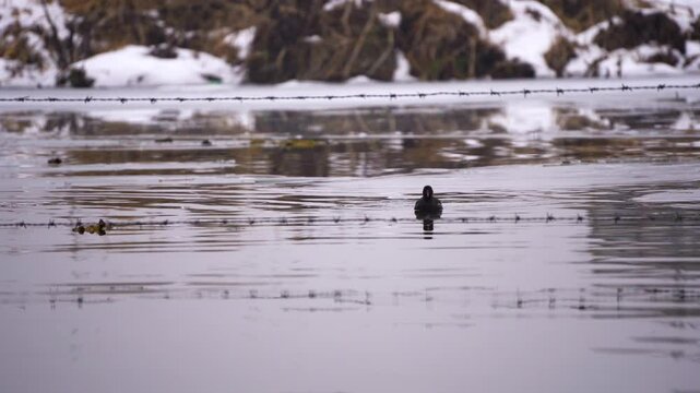 Bird enjoying in frozen dal reflective waters of lake in Kashmir Srinagar surrounded by barbed wire fences showing how politically unstable this beautiful state is