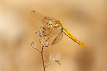 Female Orthetrum brunneum dragonfly perched on a dry plant with a warm, blurred background.