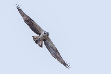Huge Wingspan of Raptor in Flight: Osprey Close-up 
