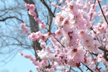 桜の花