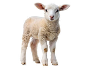 Fototapeta premium Cut out of young sheep lamb isolated on a transparent background