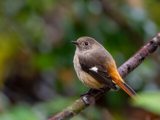 森の木陰で周りを見渡しているジョウビタキ