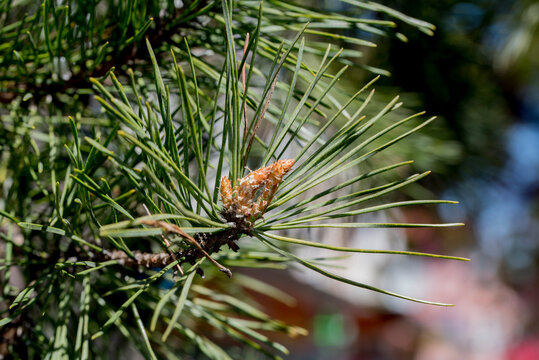 pine tree branches