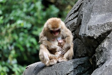 赤ちゃんを抱いて授乳するニホンザルのメス