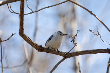 White-breasted nuthatch 