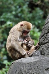 座って子供を抱くニホンザルの母親
