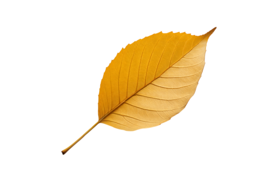 Vibrant Yellow Leaf Isolated on Black Background for Nature Themes