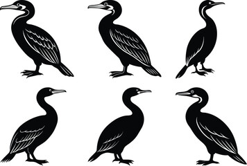 silhouette of a cormorant bird set
