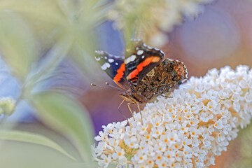 A red admiral butterfly perching on a butterfly bush flower