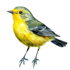 Warbler, watercolor vector, isolated on a white background.