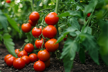 Knackige reife Tomaten an einer Tomatenpflanze