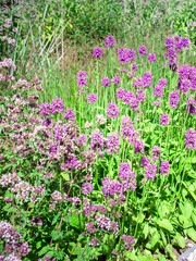 Field of purple flowers with some green plants in the background