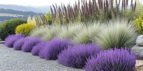 Obraz premium A vibrant garden border featuring lavender, ornamental grasses, and green shrubs. Gravel pathway adds texture and depth to a colorful landscape