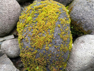 Moss covered volcanic rocks