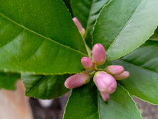purple lemon flower buds, with green leaves