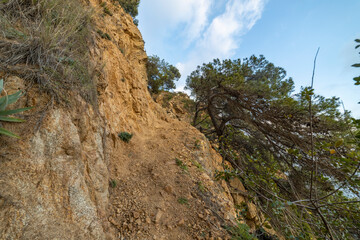 Fototapeta premium A rocky hillside with a tree growing out of the ground