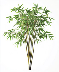 Fototapeta premium Bamboo tree isolated on white background with lush green leaves