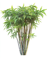 Fototapeta premium Bamboo tree isolated on white background, vibrant green leaves