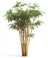 Obraz premium Bamboo tree with lush green leaves isolated on white background